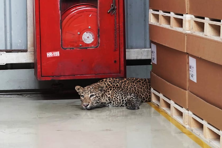 Как только леопард поправится, его выпустят обратно в дикую природу. Большой вопрос в том, что леопард вообще делает на заводе Mercedes-Benz площадью 40 гектар? Картик Сатьянараян, генеральный директор и соучредитель Wildlife SOS, объясняет: «Из-за б