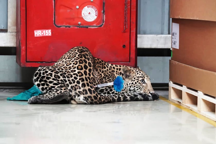 Обнаружив пропавшего леопарда ранним утром, завод связался со Службой спасения дикой природы, которая прибыла с окраины Маникдоха, чтобы безопасно вывезти экзотическое животное. Группа из четырех экспертов оцепила территорию, прежде чем усыпить леопа